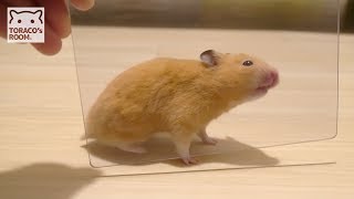 とらこは透明がイヤ。【ハムスター／キンクマ】/Hamster TORACO doesn't like transparency.