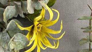 Ylang -Ylang flower