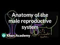 Anatomy of the male reproductive system | Reproductive system physiology | NCLEX-RN | Khan Academy