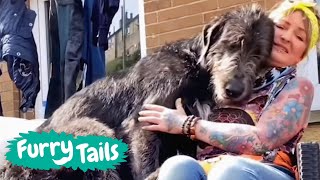 Really Big Dogs: Living With 10 Giant Irish Wolfhounds