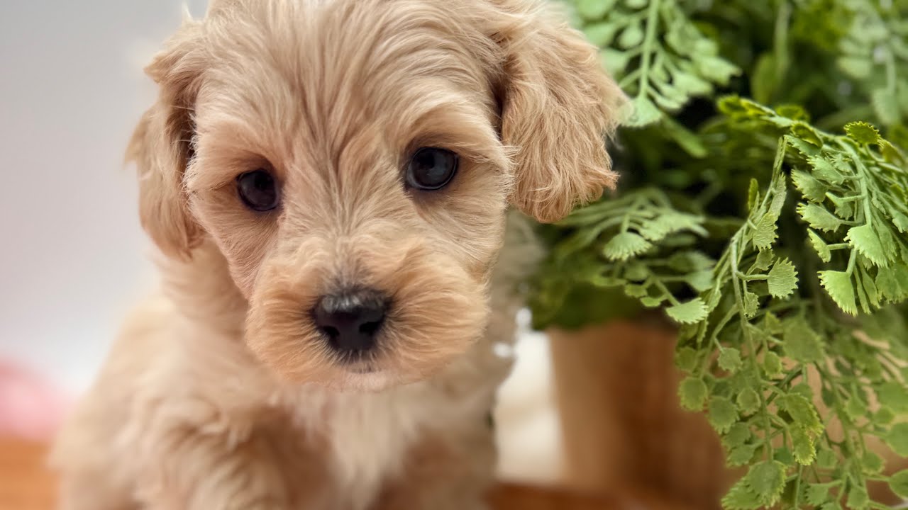 Honey-Hank 12/16/25 Maltipoo puppies 7 weeks old! 
