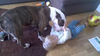 Видео Бультерьер и ребенок, телячьи нежности! :-) (автор: Ольга Шульга)
