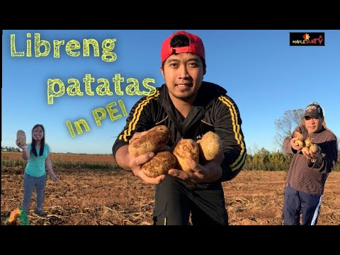 Video: Posible Bang Maghukay Ng Patatas Sa Ulan