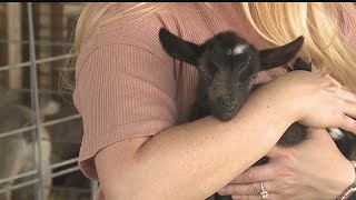 177th Trumbull County Fair opens with praise for 4-H