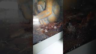 Porcellio laevis - Kindersegen / #porcelliolaevis #terraristic #rollasseln