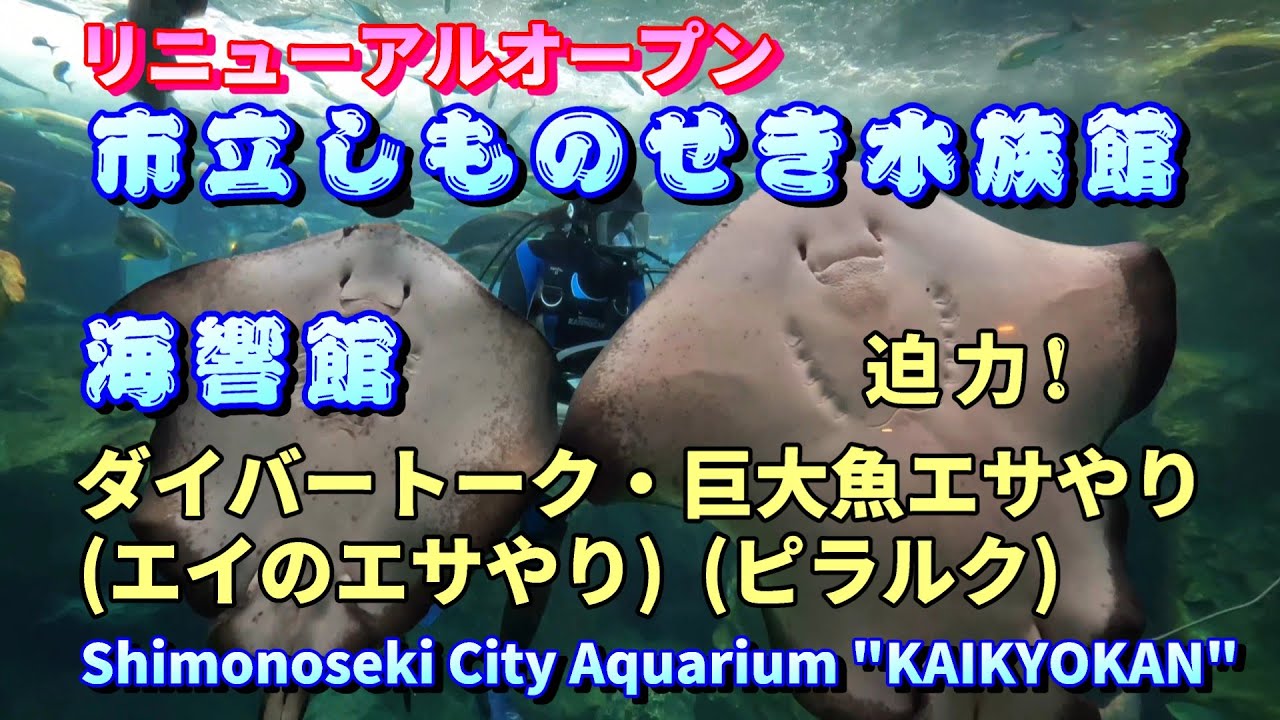 4K【海響館】ダイバートークと迫力の巨大魚エサやり（下関市）Diver talk and giant fish feeding at Shimonoseki City Aquarium