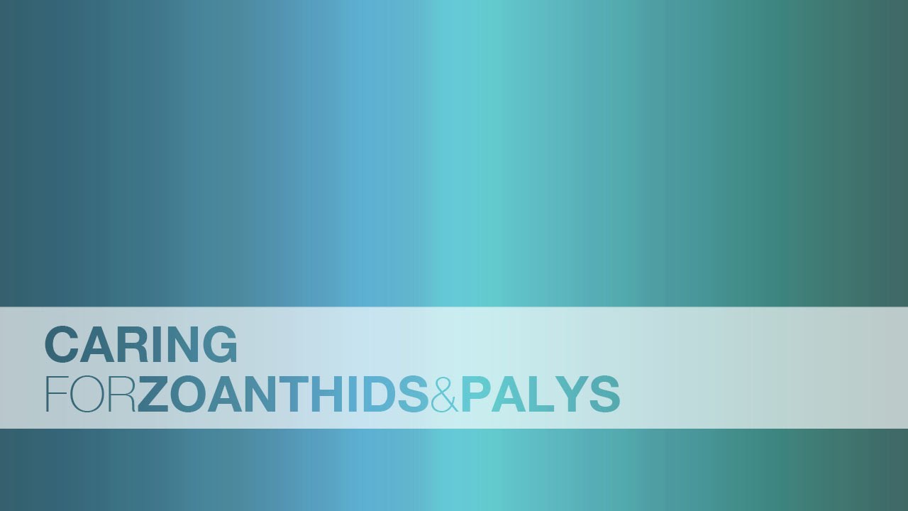 zoanthid care and troubleshooting