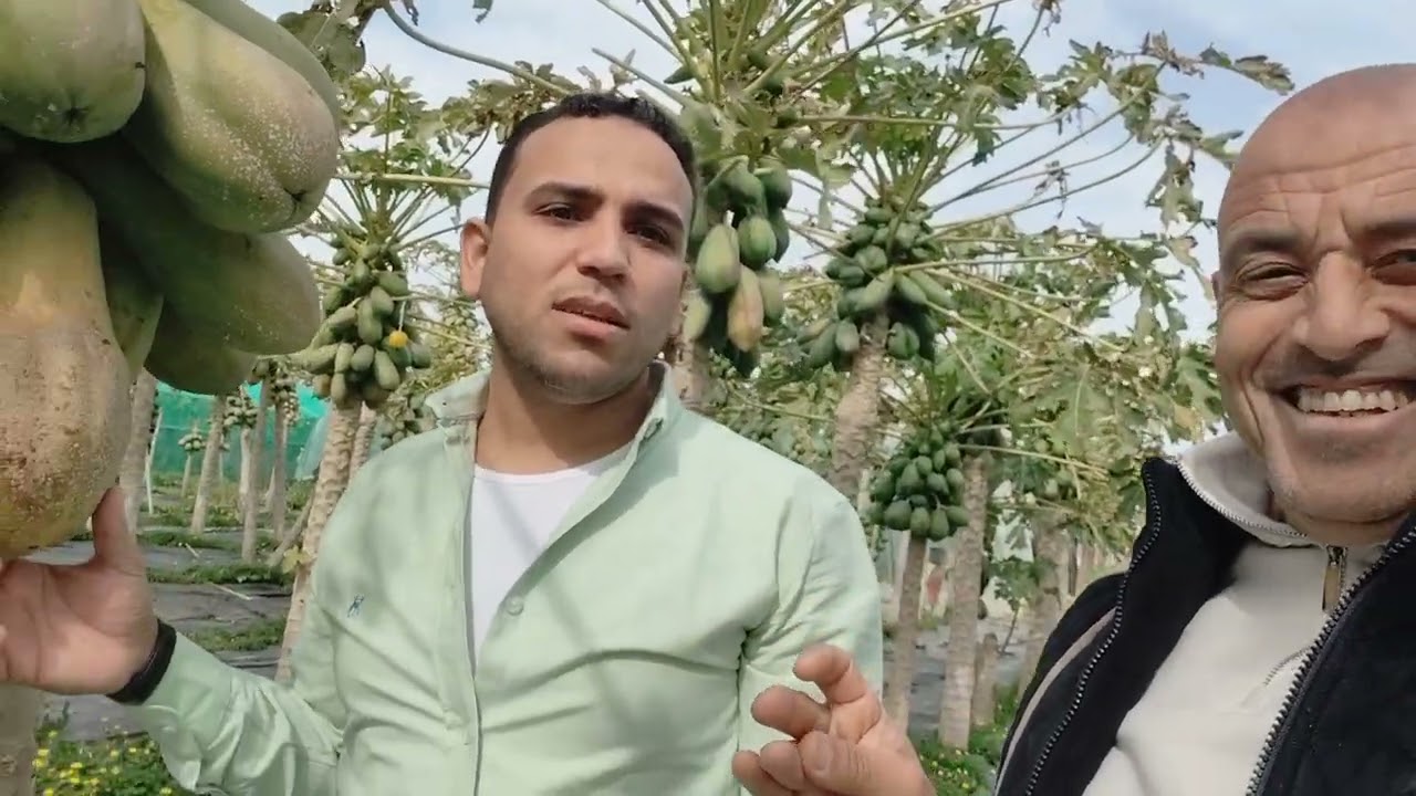 👈🌱البابايا ومستقبلها مع الدراجون 🌱