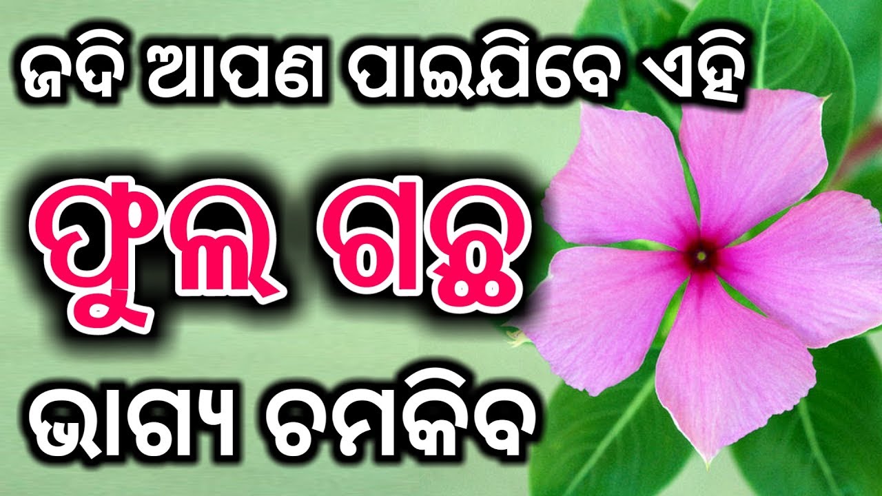 ଏହି ( ଫୁଲ ଗଛ ) - ଆପଣଙ୍କର ଭାଗ୍ୟ ବଦଳେଇଦେବ | ଜଲଦି ଆଣନ୍ତୁ | Odia bayagita | health tips