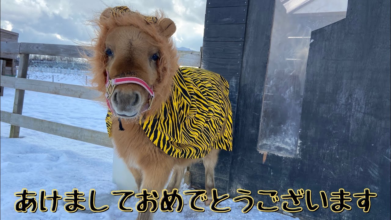 【新品未開封】monmimi horse and  80 馬　baby Cheval Cannelle - Mon Ami – CLÉMENT