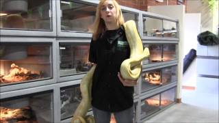 Large Male Albino Burmese Python