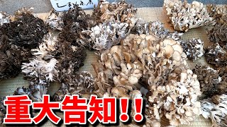 あの猛毒きのこを食べようとする人を救いました - YouTube