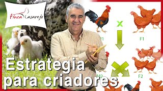 Cómo mejorar la línea en las gallinas: estrategia para criadores