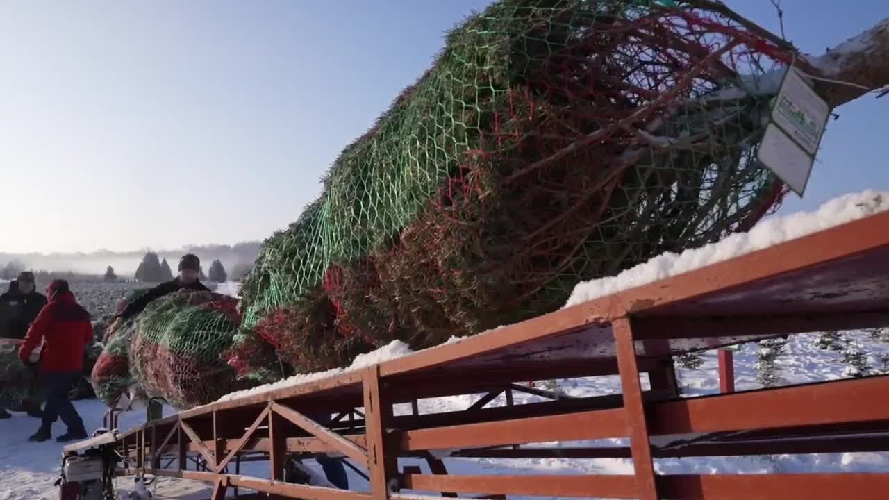 Trees for Troops delivers Michigan Christmas trees to service members nationwide