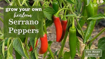 Sow Right Seeds | Serrano Pepper