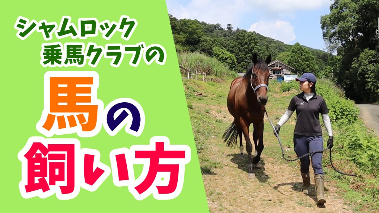 私たちの馬の飼い方 Youtube