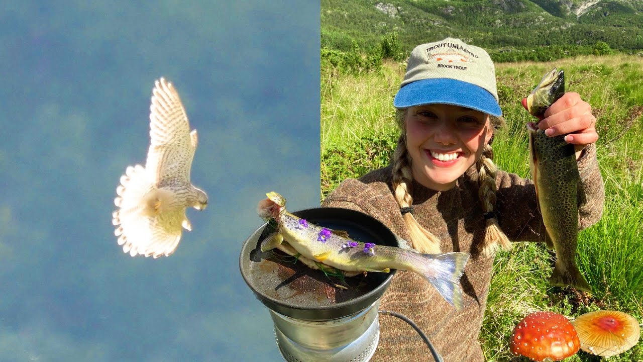 Catch and Cook Norwegian Mountain Trout in Autumn & Photographing White-throated dipper + Kestrel