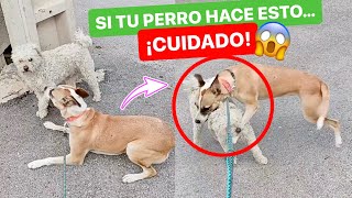 Cuando sales con tus perros y te encuentras al TONTO DE TURNO...