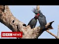 New video by BBC News on YouTube