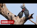 Palm cockatoo: Why a unique ‘drumming’ bird is in peril - BBC News