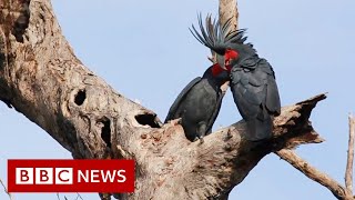 Palm cockatoo: Why a unique ‘drumming’ bird is in peril - BBC News