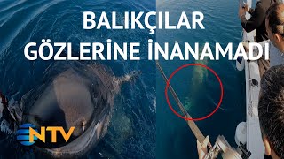 @NTV Oltaya 500 kiloluk köpek balığı takıldı