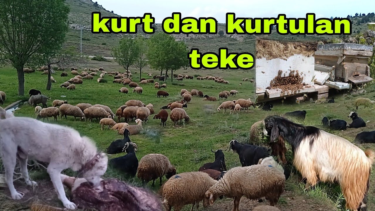 TEKEYİ KURT DAN KURTARDIM KÖPEKLERİN DAĞA GİTMEME SEBEBİ