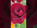 গোলাপ ফুল #reels #tiktok #flowers #nature #ফুল #full #zeeproyt