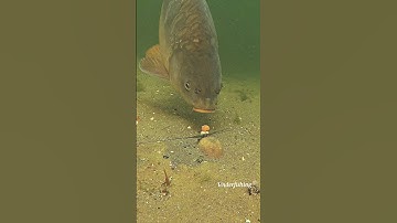 So what went wrong? #carp #fishing #underwater