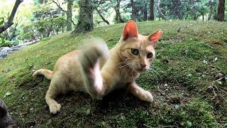 チビ猫達が庭園で遊ぶ！仲間に入れて貰おうとしたら・・・