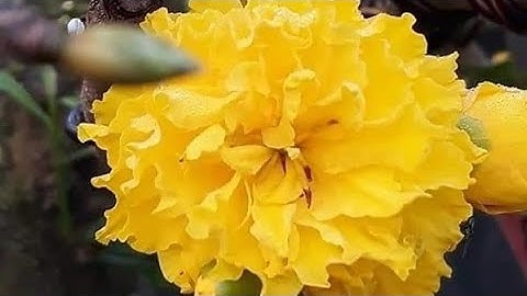 Nhiều giống mai 50k: Cúc vạn thọ canh xoăn🤗 chuẩn giống, 7 tầng, thanh mai, bông đội bông, cúc đọtđỏ