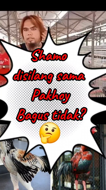 Shamo silang pakhoy, bagus tidak 🤔,,Ini penjelasan antony #peternakkan #ayamrawatan #antony  #pakhoy