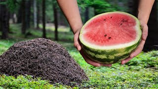 What Will Happen If You Put a WATERMELON On An ANTHILL