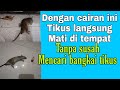 Usir Tikus langsung mati di tempat dengan cairan ini