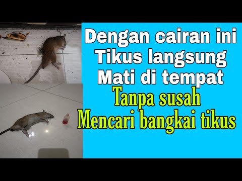 Video: Membunuh Tikus: Penyelesaian Alternatif Untuk Masalah Tersebut