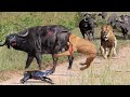 The Tragic Fate Of The Lion King Before Nature&#39;s Most Strongest Enemy - Lion vs Buffalo, Zebra