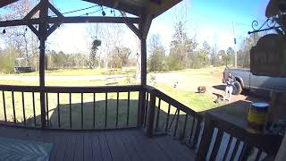 Chicken Chases Girl as She Laughs in Fear and Runs Inside