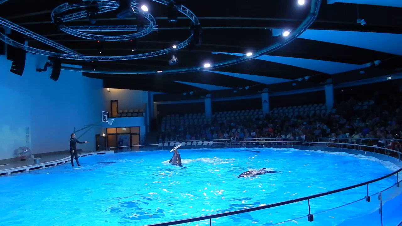 Klaipeda,Lietuva Delfinaarium 1 osa YouTube