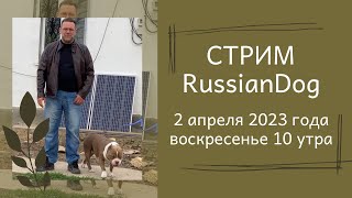 видео: Стрим из питомника собак РашенДог (RussianDog) картинка: Стрим из питомника собак РашенДог (RussianDog)