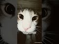 YOU BETTER BEHAAVEE #memes #cat #funny