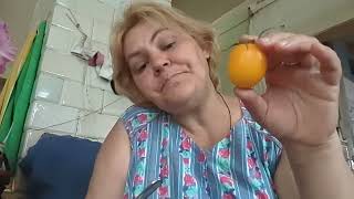 картинка: ОБЗОР МОИХ ТОМАТОВ И ЛУННОЕ ЗАТМЕНИЕ // В ОБЩЕМ ДЕРЕВЕНСКИЕ БУДНИ 