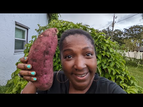 Massive sweet potato harvest from compost pile