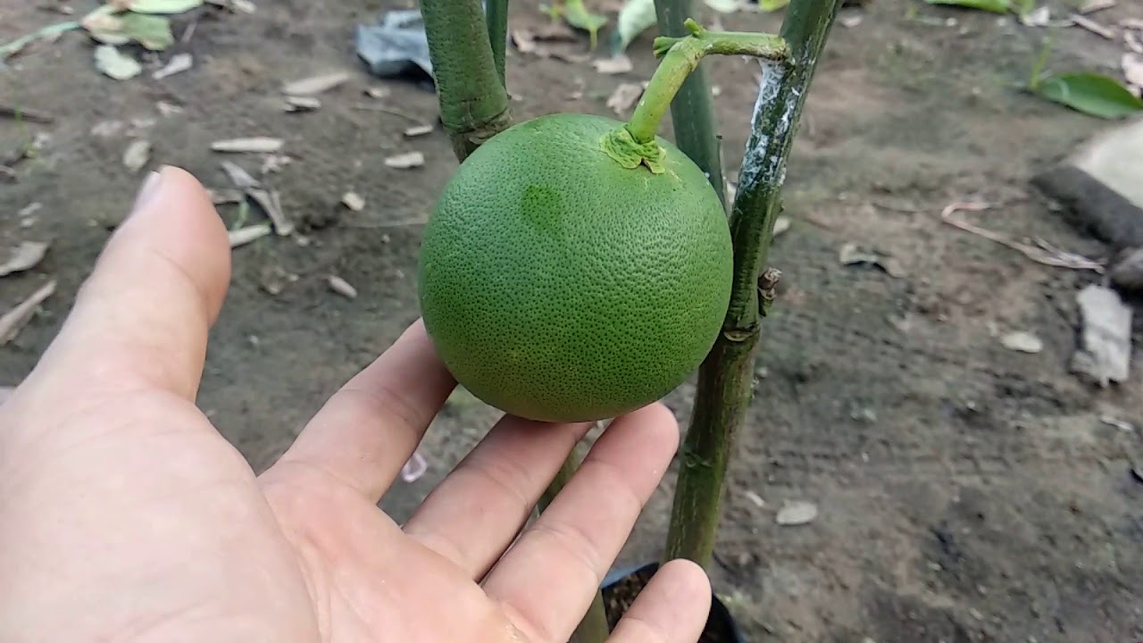 Pomelo grow fruit in pot pomeloinpot, pomelo, fruitinpot YouTube