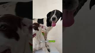 Meet Lily: Rescued GSP Mix Puppy Needs a Home