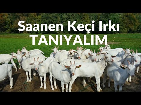 Saanen Keçi Irkı | Saanen Keçisi