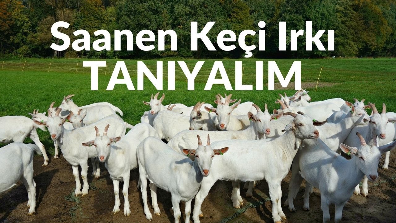 Saanen Keçi Irkı | Saanen Keçisi