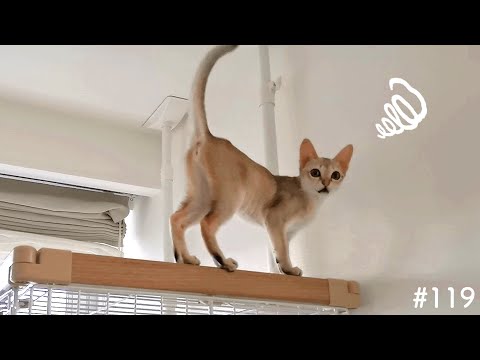 どうしても飼い主と一緒にいたい子猫が可愛い【シンガプーラ】