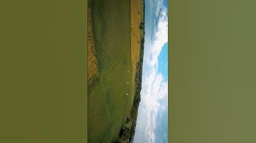 Bird Chase with my FPV drone