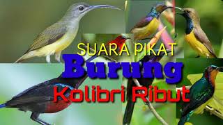 SUARA PIKAT BURUNG KOLIBRI RIBUT | TERBARU