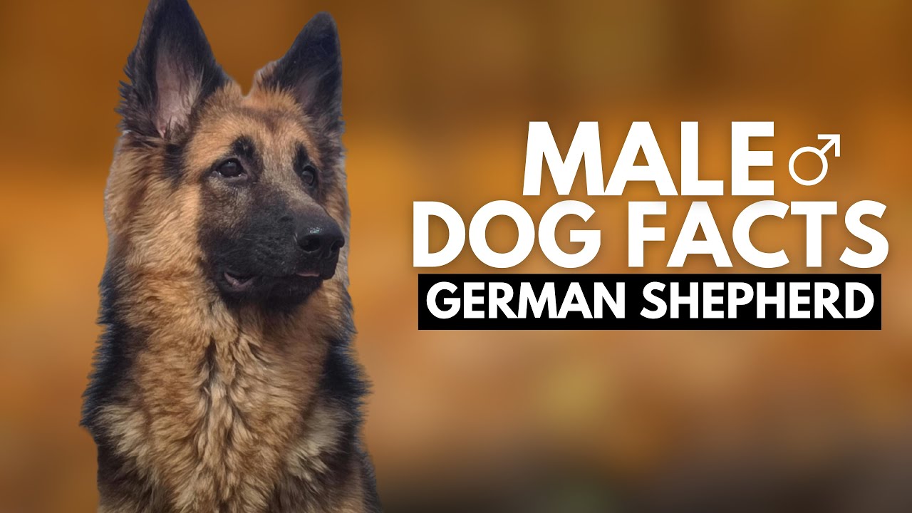 12 Surprising Facts About Male German Shepherds (#9 is Disturbing)